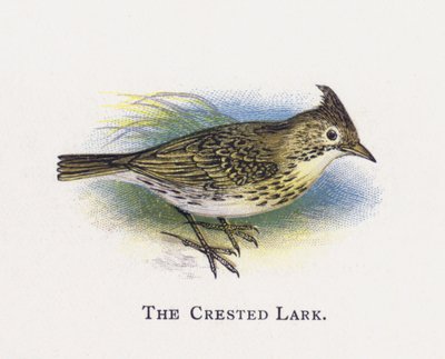The Crested Lark by Alexander Francis Lydon